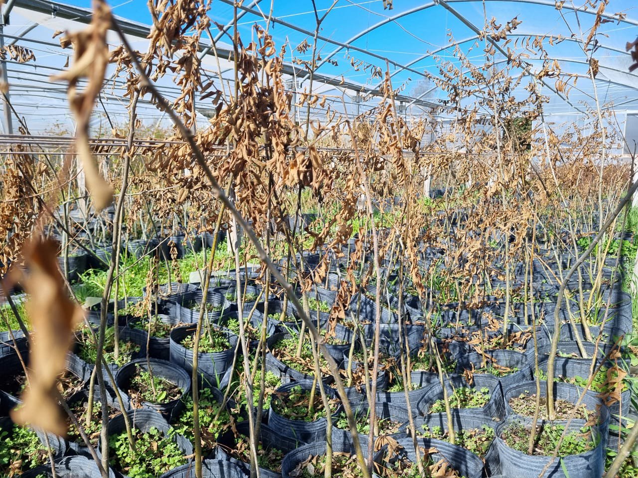 El invierno en el Vivero de Nativas - Reserva El Potrero