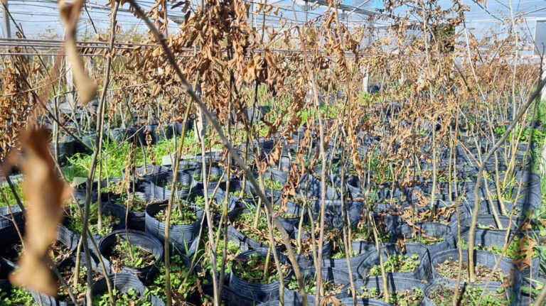 El invierno en el Vivero de Nativas