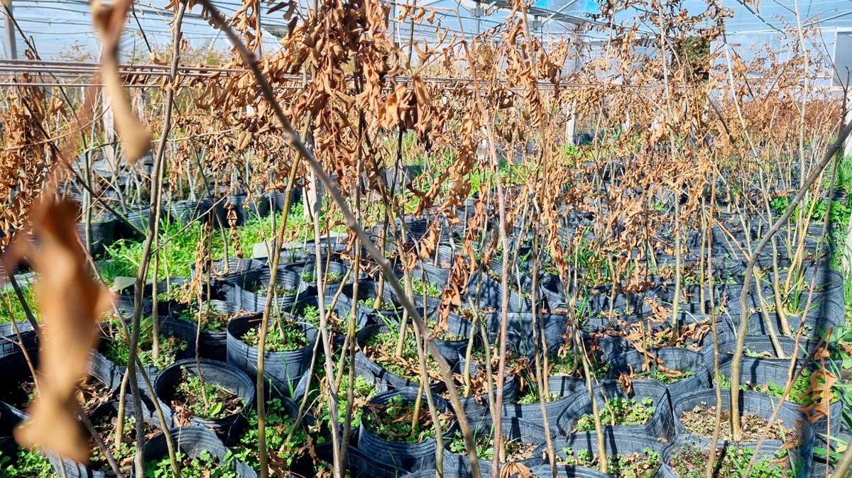 El invierno en el Vivero de Nativas - Reserva El Potrero