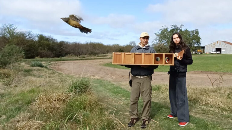 Liberación de 7 Aves Silvestres