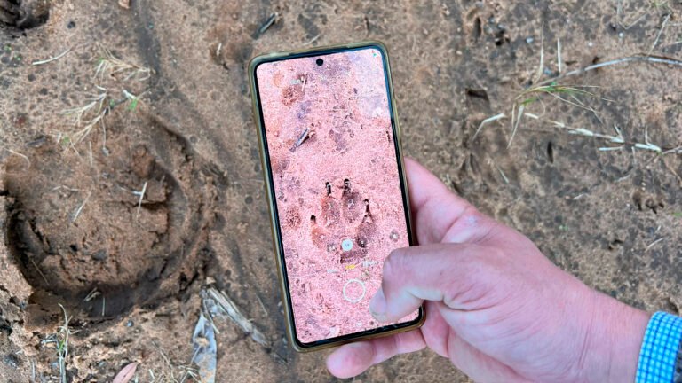 Chamarrita: seguimiento satelital y primeros registros tras su reintroducción
