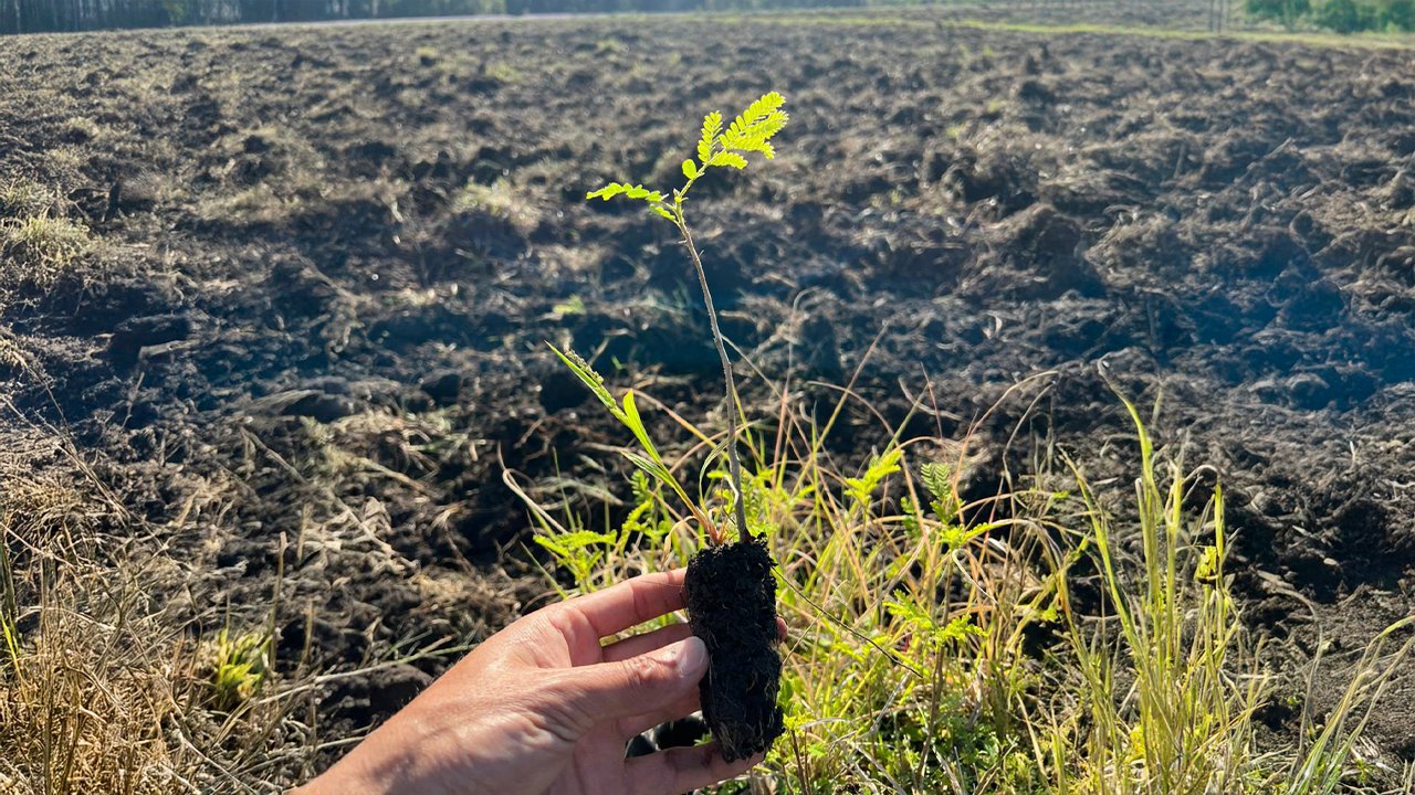 Tiempo de plantar - Reserva El Potrero