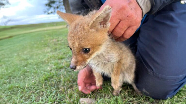 Un cachorro de Zorro Gris rescatado por vecinos