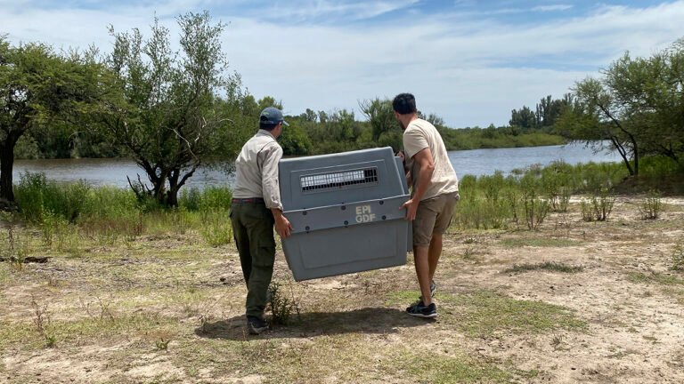 Llegaron dos carpinchos a la Reserva El Potrero