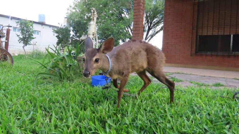 Llega una nueva corzuela parda al proyecto de repoblación de la Reserva