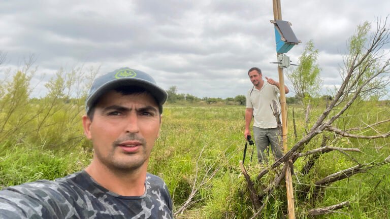 Monitoreo satelital del Tordo Amarillo en la Reserva El Potrero