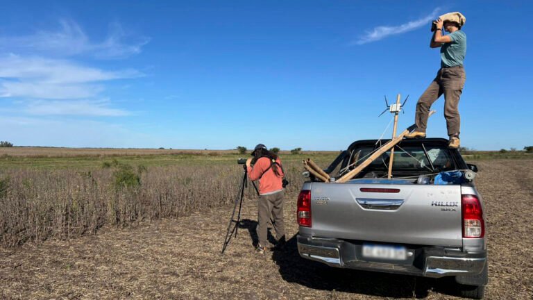 Avances en el monitoreo invernal del Tordo Amarillo