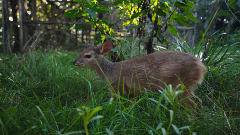 Avances en el proyecto de reintroducción de corzuela parda
