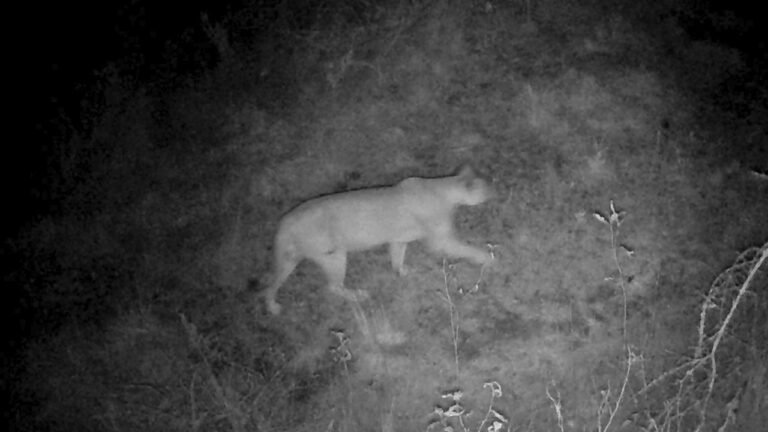 Cuatro meses de monitoreo permitieron confirmar la presencia de puma en la Reserva El Potrero