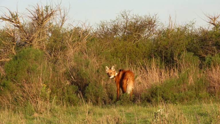 Regreso a la libertad: un aguará guazú fue reinsertado en su hábitat natural